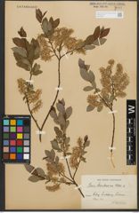 Foto von Salix starkeana Willd.